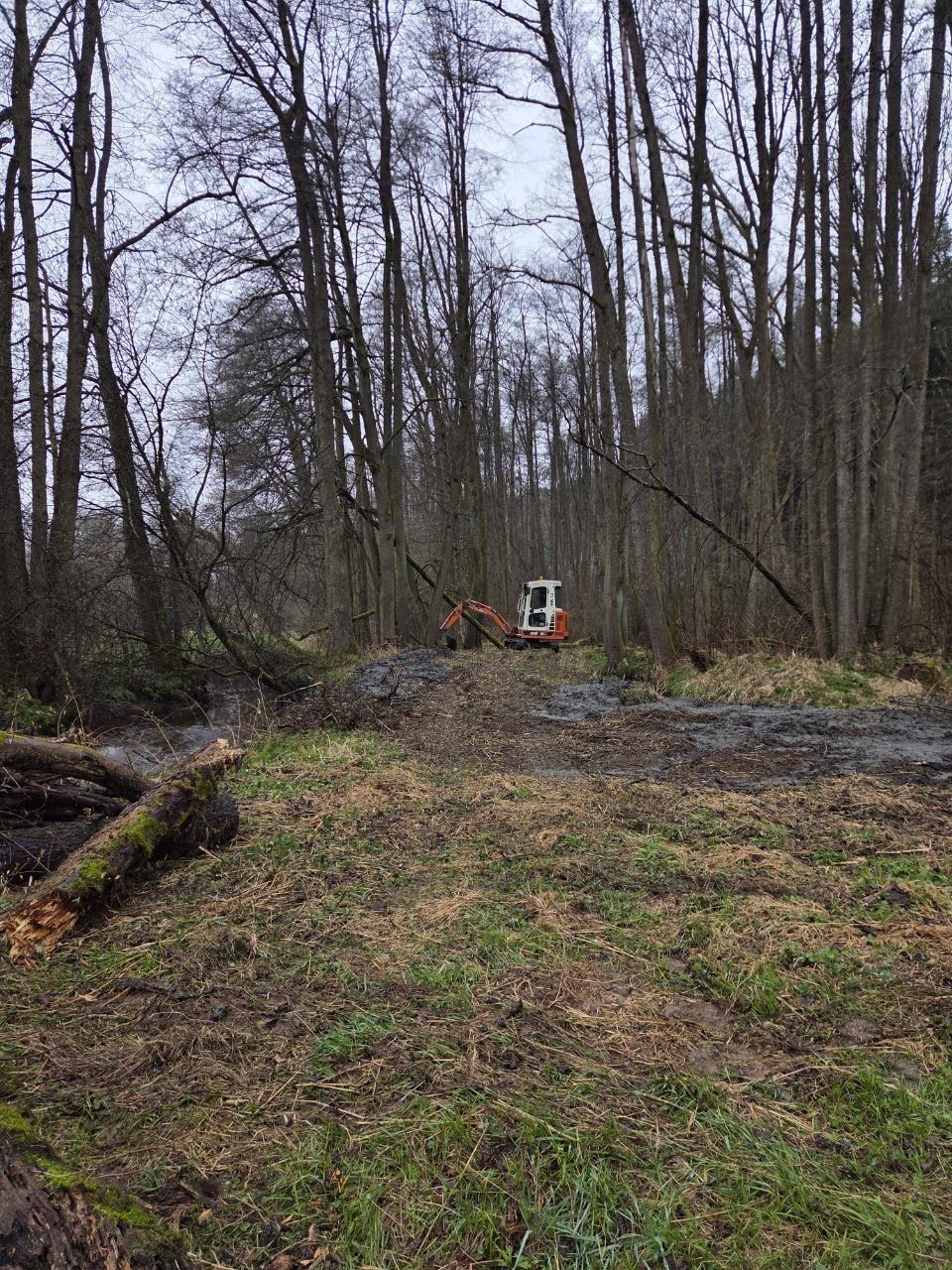 Frei geräumte Fläche im Wald am Bachlauf